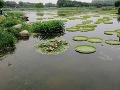 -荷塘月色湿地公园·向阳花洲