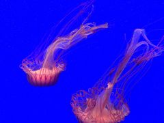 -上海海洋水族馆