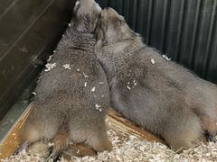 -龟与熊猫宠物公园(南坪店)