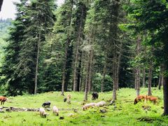 -硗碛藏寨·神木垒景区