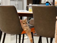 -小猫来了·猫舍(红山六九七九店)