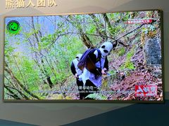 -中国大熊猫保护研究中心雅安碧峰峡基地