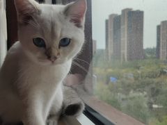 -猫大福·Fortune Cat猫舍(百子湾店)