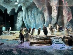 -帝企鹅自助餐厅•儿童岛•真企鹅(长隆企鹅酒店)