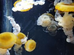 -新加坡海洋生态馆