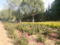 -永定河休闲森林公园