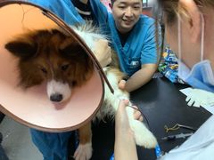 -安安宠医宠物医院·异宠·犬猫内科(岳阳分院)