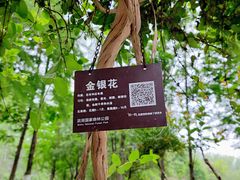 -合肥滨湖国家森林公园