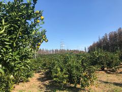 -上海长兴岛郊野公园