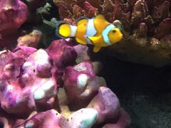 -暹罗海洋世界