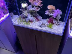-中环花鸟鱼虫市场
