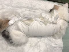 -守诺宠物医院·眼科· 特色牙科·异宠专科(虹口店)