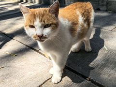 -四门塔风景区
