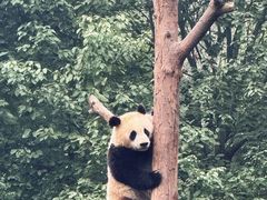 -都江堰中华大熊猫苑