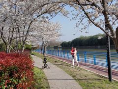 -高东镇樱花园