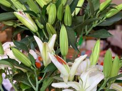 -北边的花店(泛悦城市广场店)