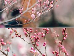 -无锡梅园公园