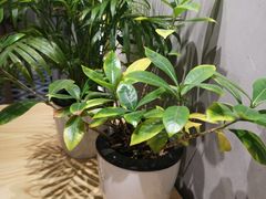 -素匠泰茶(三里屯SOHO工体奶茶店)