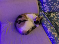 海妖酒吧-Sirena海妖日咖夜酒