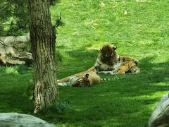 -北京野生动物园