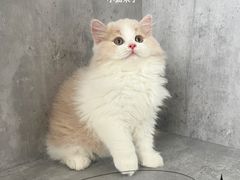 -小猫来了·猫舍(红山六九七九店)