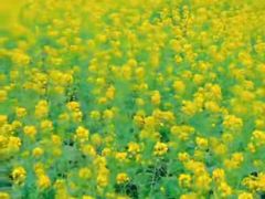 -西京湾花海