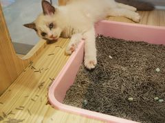 -屋虎猫馆(宝安大仟里店)
