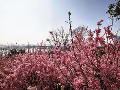 -龟山风景区-龟山电视塔