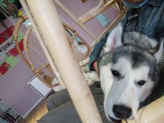 -Husky Go! 哈士奇体验馆·宠物咖啡厅狗咖