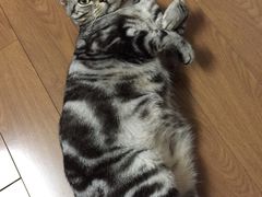 -PETKIT小佩宠物(古北店)
