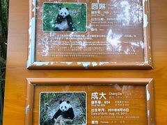 景点-成都大熊猫繁育研究基地