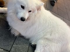 -爱达乐面包生日蛋糕(郫县时代天街店)