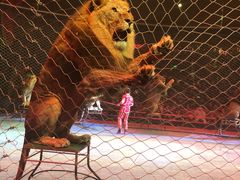 -珠海横琴长隆《卡卡虎奇遇记》