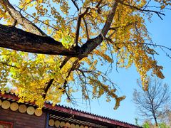 -千年银杏谷文化旅游区