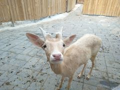 -北京鹿世界主题园