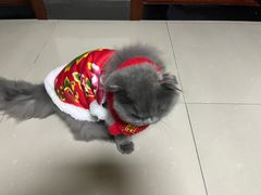 -爱佳宠物中心医院24H·CT·骨外科·猫专科(瑶海万达店)