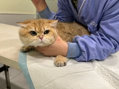 -艾吉宠物医院·疑难杂症转诊中心·猫友好(碧江路院)