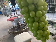 -马陆小张葡萄园农家乐