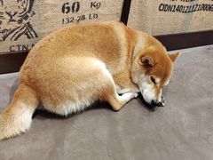 -啡语