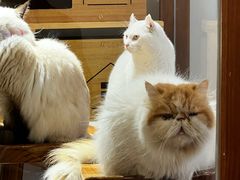 -有猫主题·治愈系猫咖(曾厝垵店)