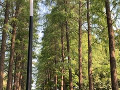 -黄海国家森林公园