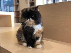 -瞄一喵猫咖(格力海岸店)