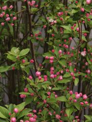 -菜百首饰店(总店)