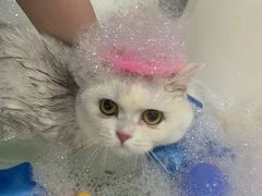 -车接车送·寄养洗护·德文猫舍(大宁店)