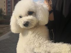 -优缇多格专业宠物美容师培训学校