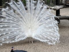 -秦皇岛野生动物园