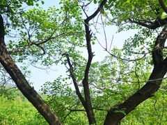 -北京西山国家森林公园