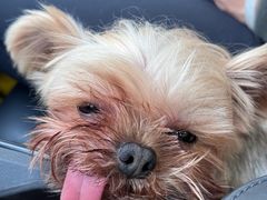 -顺强宠物诊所·狂犬免疫·夜诊·骨科(嘉定店)