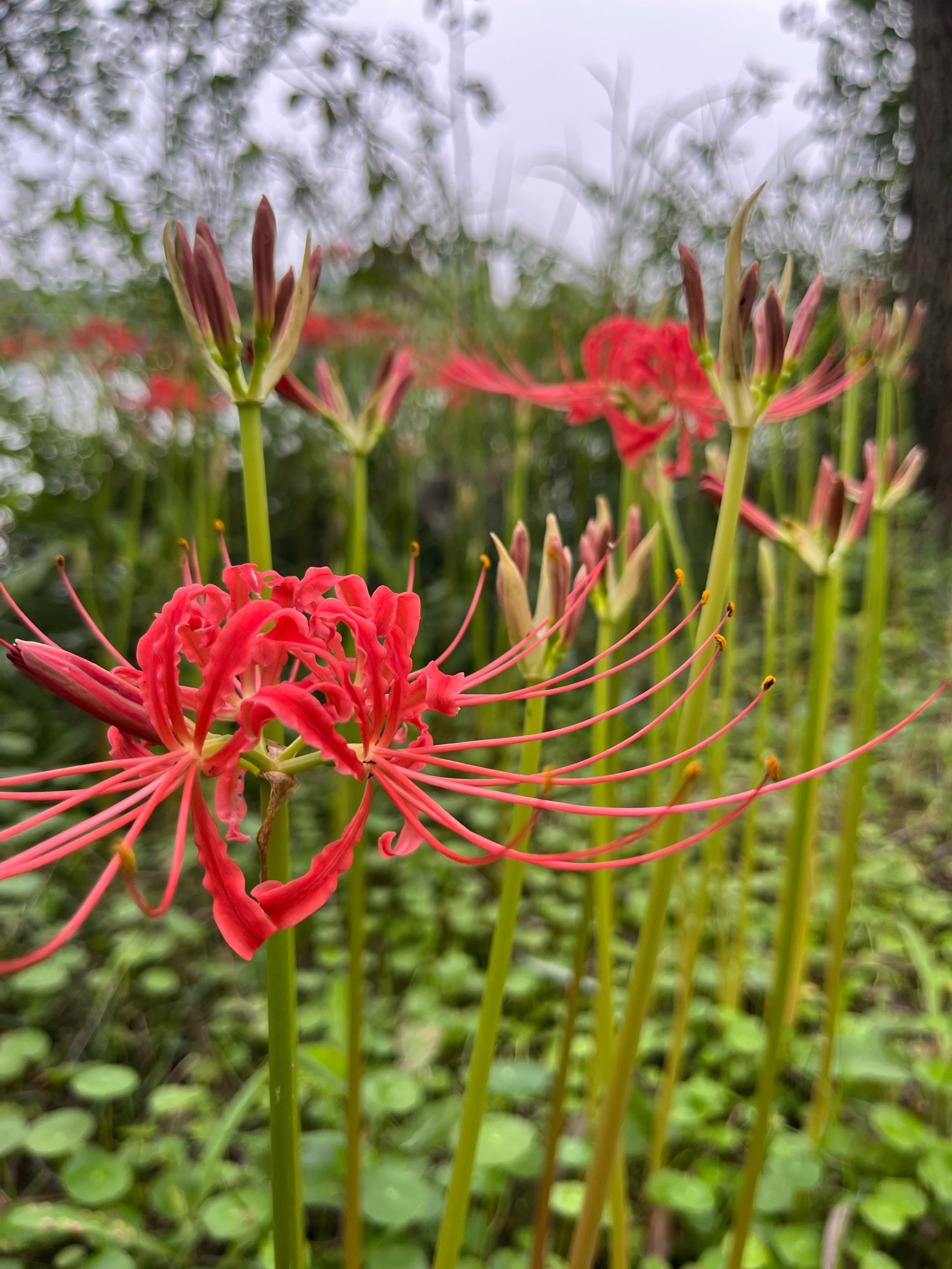 彼岸花�花开