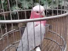 -南宫五洲植物乐园